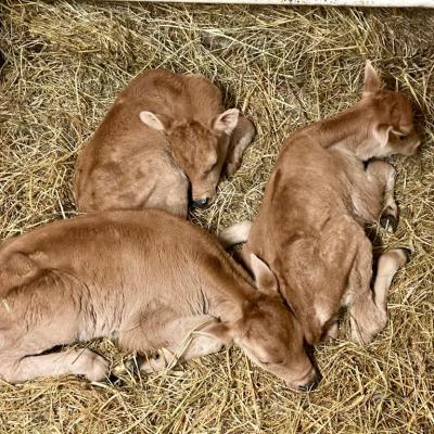 Рождение телят Джерсийской породы